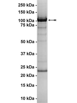Eurofins DiscoverX PI3K-C2 Protein 250 &mu;g | Buy Online | Eurofins DiscoverX | Fisher Scientific